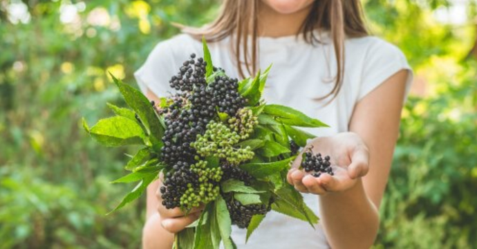 Elderberry is amazing!  Check out the Doctors Corner for this week!
